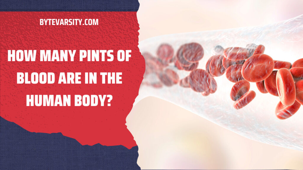 how-many-pints-of-blood-are-in-the-human-body-bytevarsity