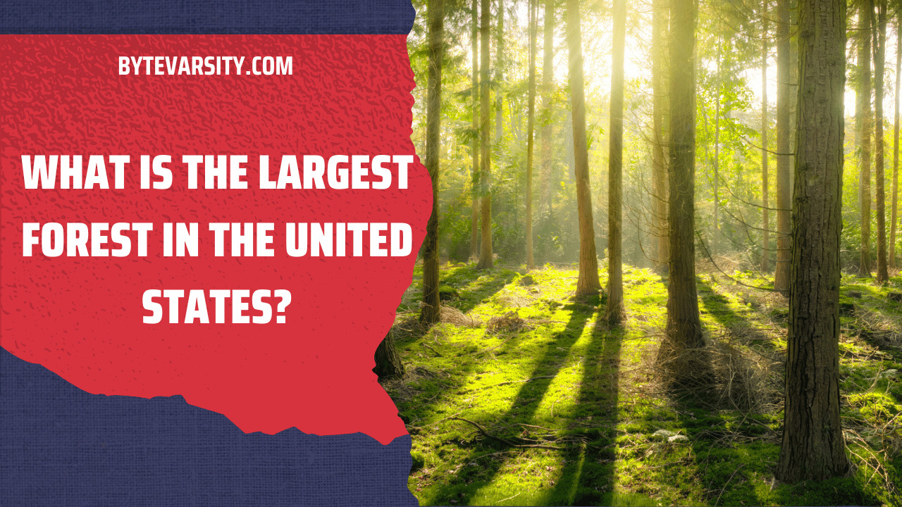 What Is the Largest Forest in the United States