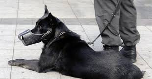 The Role of Executive Protection Dogs in Corporate Security