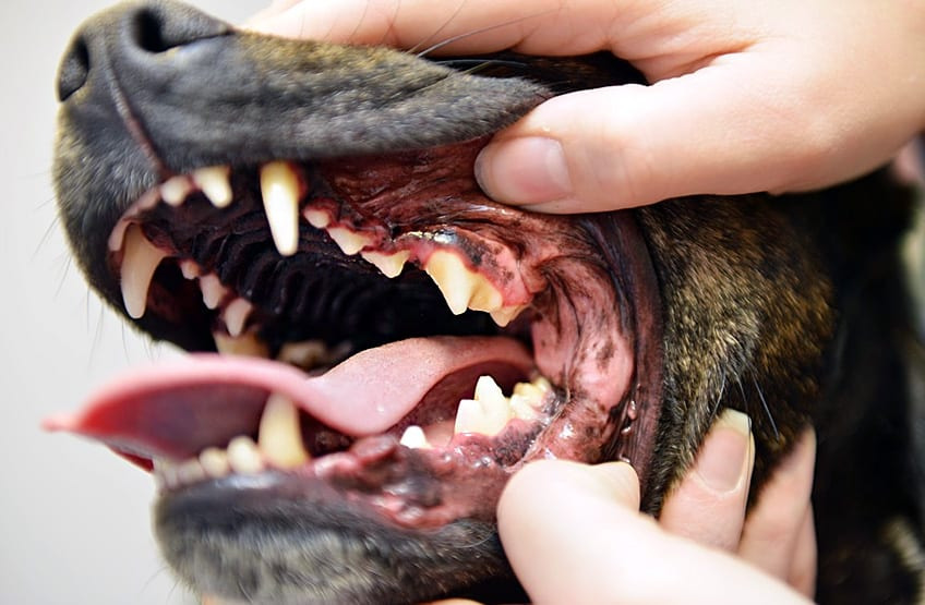 Dog Dental care