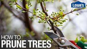 When Is the Ideal Time to Prune a Tree?