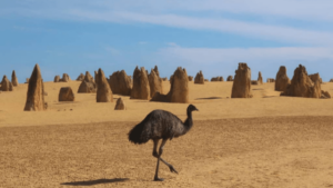 How Much of Australia is Covered in Desert