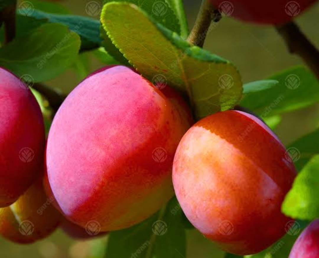 The Perfect Pixy Plum: Growing Victoria Dwarf in Your Home Orchard