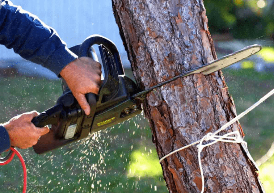 The Comprehensive Guide to Tree Removal Services