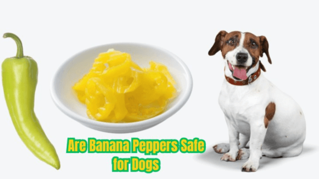 Are Banana Peppers Safe for Dogs to Eat?