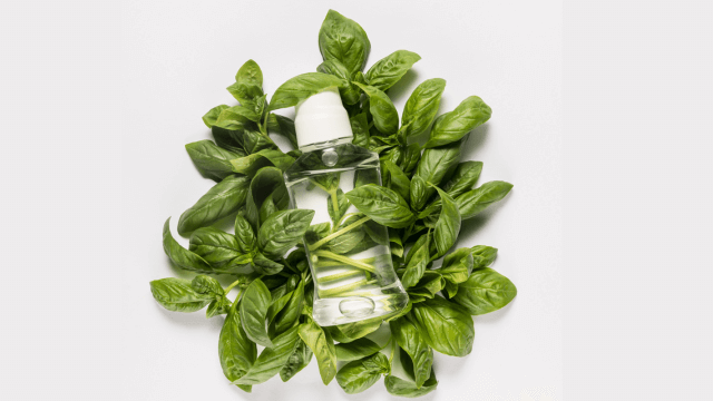 Nature’s Elegance: Basil Fragrance and Its Inviting Presence in Perfumery