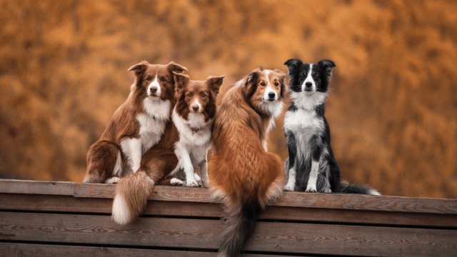 Dogs For Sale – Detailed Buying Guide