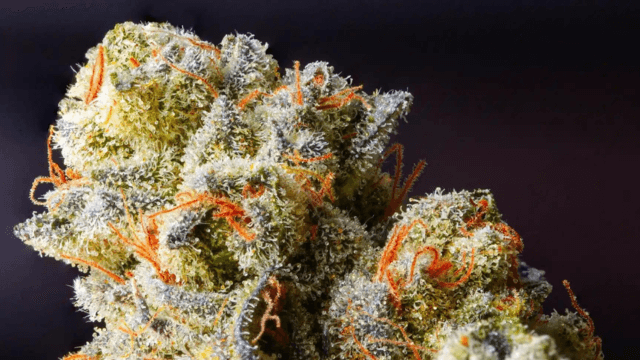 The Ultimate Guide to Buying High-Quality THCa Flower Online: Tips, Benefits, and Legal Considerations