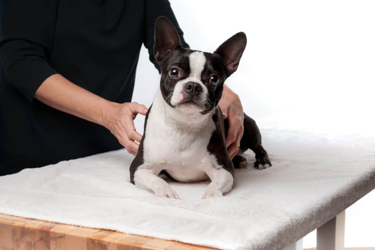 The Art of Canine Massage: Relieving Stress and Tension in Professional Dog Grooming