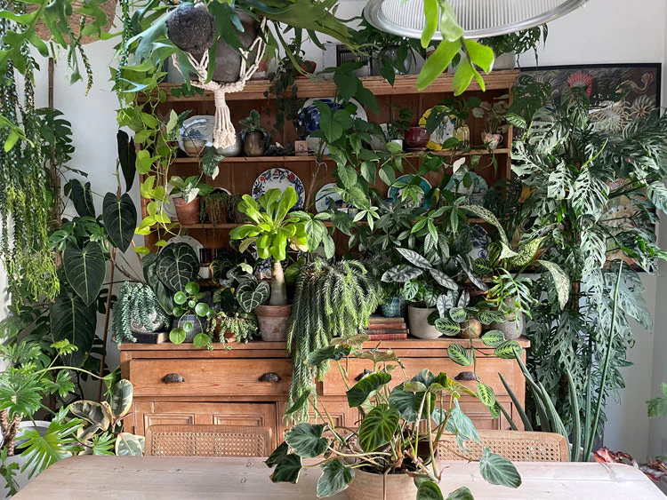 Discover the Latest Trends and Must-Have Picks from Our Exclusive Plant Shop Collection