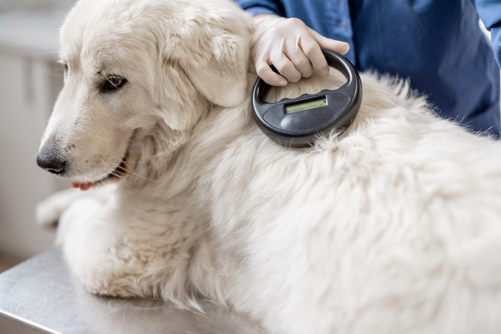 The Impact of Microchip Registration in Reuniting Lost Pets