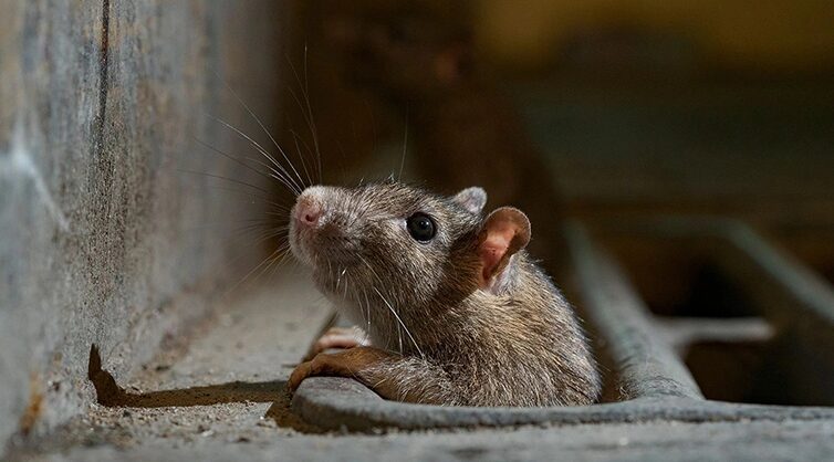 Expert tips for dealing with rats in your drains