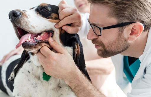 Maintaining the Bright Smile of Your Dog: The Significance of Dental Extraction for Dogs